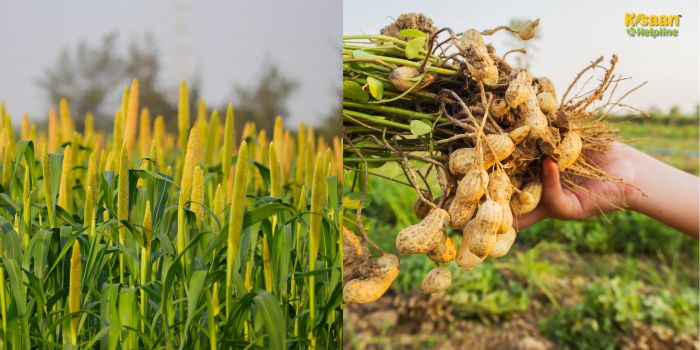 बारिश के समय मूंगफली-बाजरा की खेती: इन बातों को नजरअंदाज किया तो पछताएंगे किसान