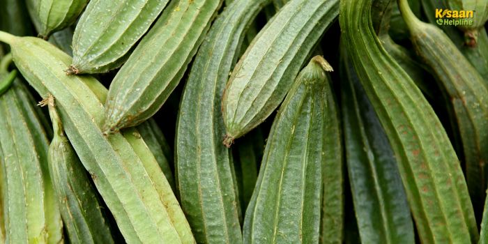 तोरई की खेती से पाएं बेहतर मुनाफा – जानिए उन्नत किस्में और जरूरी तरीके