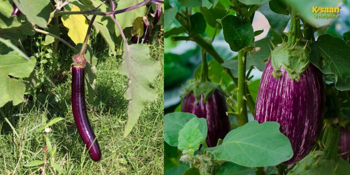 बैंगन की खेती से कमाएं मोटा मुनाफा: जानें सही तरीका, समय और किस्में