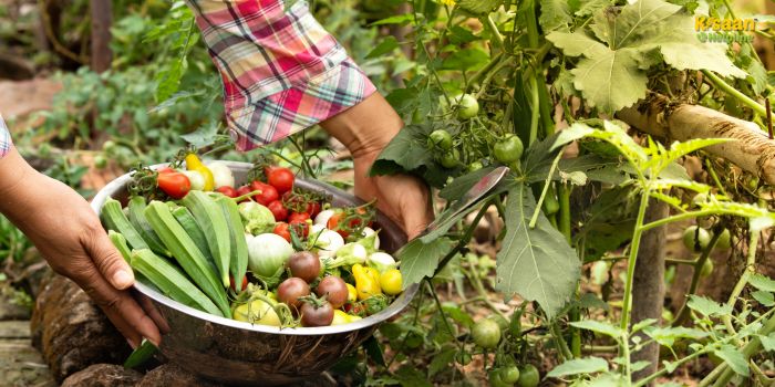 सब्जी फसलों में पोषक तत्वों की कमी को कैसे पहचानें और सुधारें – किसानों के लिए उपयोगी सलाह सब्जी फसलों में पोषक तत्वों की कमी को कैसे पहचानें और सुधारें – किसानों के लिए उपयोगी सलाह