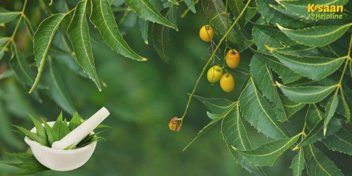 रासायनिक नहीं, अब अपनाइए नीम से बना देसी समाधान, फसल भी बचेगी और खर्च भी घटेगा रासायनिक नहीं, अब अपनाइए नीम से बना देसी समाधान, फसल भी बचेगी और खर्च भी घटेगा