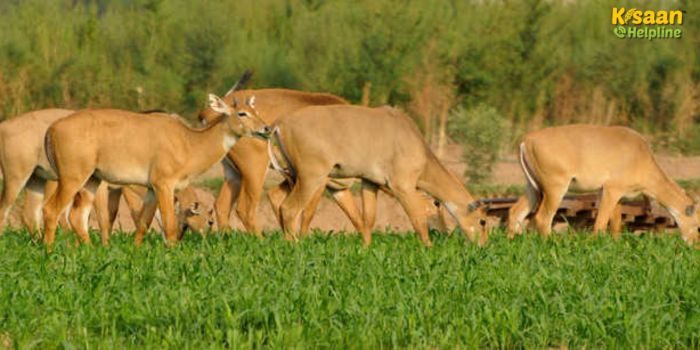 किसानों के लिए रामबाण उपाय: अब नीलगाय और छुट्टा जानवर नहीं करेंगे फसल बर्बाद, घर पर बनाएं ये असरदार घोल किसानों के लिए रामबाण उपाय: अब नीलगाय और छुट्टा जानवर नहीं करेंगे फसल बर्बाद, घर पर बनाएं ये असरदार घोल
