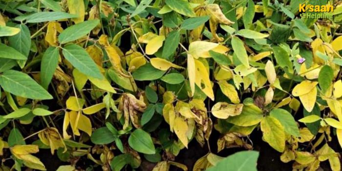 पीला मोजेक रोग से उड़द, मूंग और सोयाबीन की फसलें खतरे में, किसान तुरंत अपनाएं ये असरदार उपाय पीला मोजेक रोग से उड़द, मूंग और सोयाबीन की फसलें खतरे में, किसान तुरंत अपनाएं ये असरदार उपाय