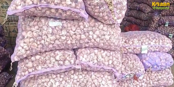 ऊटी लहसुन बीज की कीमत आसमान पर, मंडी में लहसुन के दाम ज़मीन पर – ऊटी लहसुन ने बिगाड़ा गणित ऊटी लहसुन बीज की कीमत आसमान पर, मंडी में लहसुन के दाम ज़मीन पर – ऊटी लहसुन ने बिगाड़ा गणित