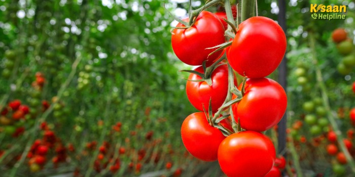 वैज्ञानिक तरीका अपनाकर किसान ने बदली किस्मत, टमाटर से कमाया मुनाफा वैज्ञानिक तरीका अपनाकर किसान ने बदली किस्मत, टमाटर से कमाया मुनाफा