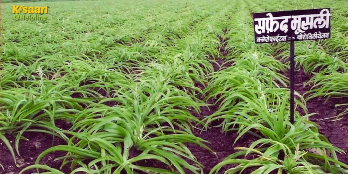 सफेद मूसली की खेती से लाखों की कमाई: जानिए खेती का तरीका और फायदे