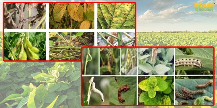 सोयाबीन की फसल में कीट और रोग से बचाव के लिए कृषि विभाग की अहम सलाह