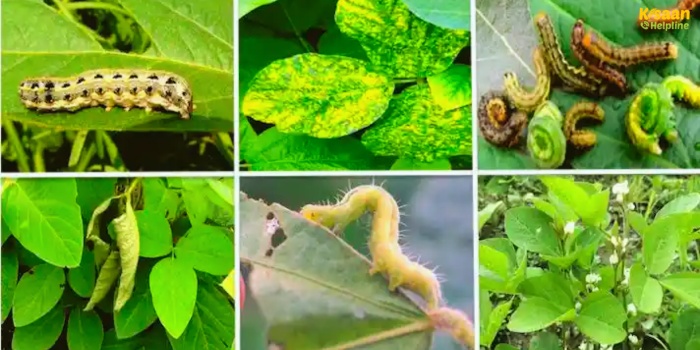 सोयाबीन की फसल को कीटों से बचाने के लिए किसानों के लिए ज़रूरी सुझाव