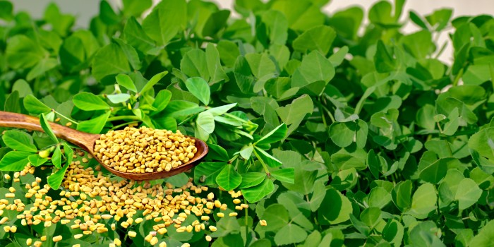 मेथी की खेती का सही समय और तरीका: किसान अपनाएं ये टिप्स, पैदावार होगी दोगुनी"