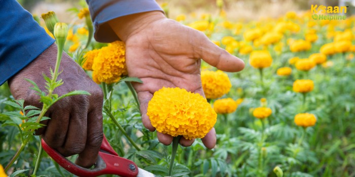 गेंदा फूल की उन्नत किस्मों से सालभर खेती: कम लागत में ज्यादा मुनाफा