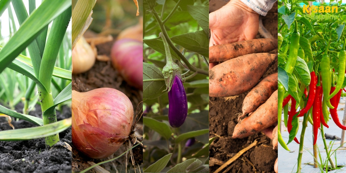 सितंबर में इन 5 फसलों की खेती से किसानों को होगा ज्यादा मुनाफा