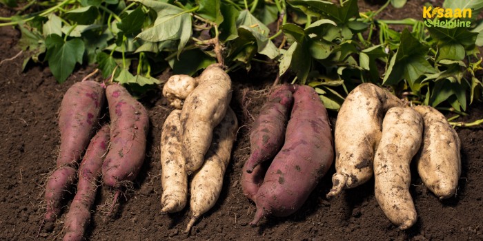 कम समय, ज्यादा मुनाफा: शकरकंद की खेती से लाखों की कमाई, किसानों के लिए बन सकती है नई आय का जरिया