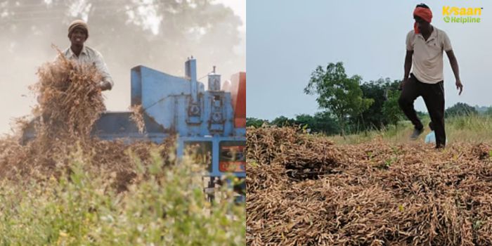 सोयाबीन की उपज में भारी गिरावट: प्रति बीघा सिर्फ 50 से 60 किलो उत्पादन, किसानों ने मांगा मुआवजा और बेहतर बीज