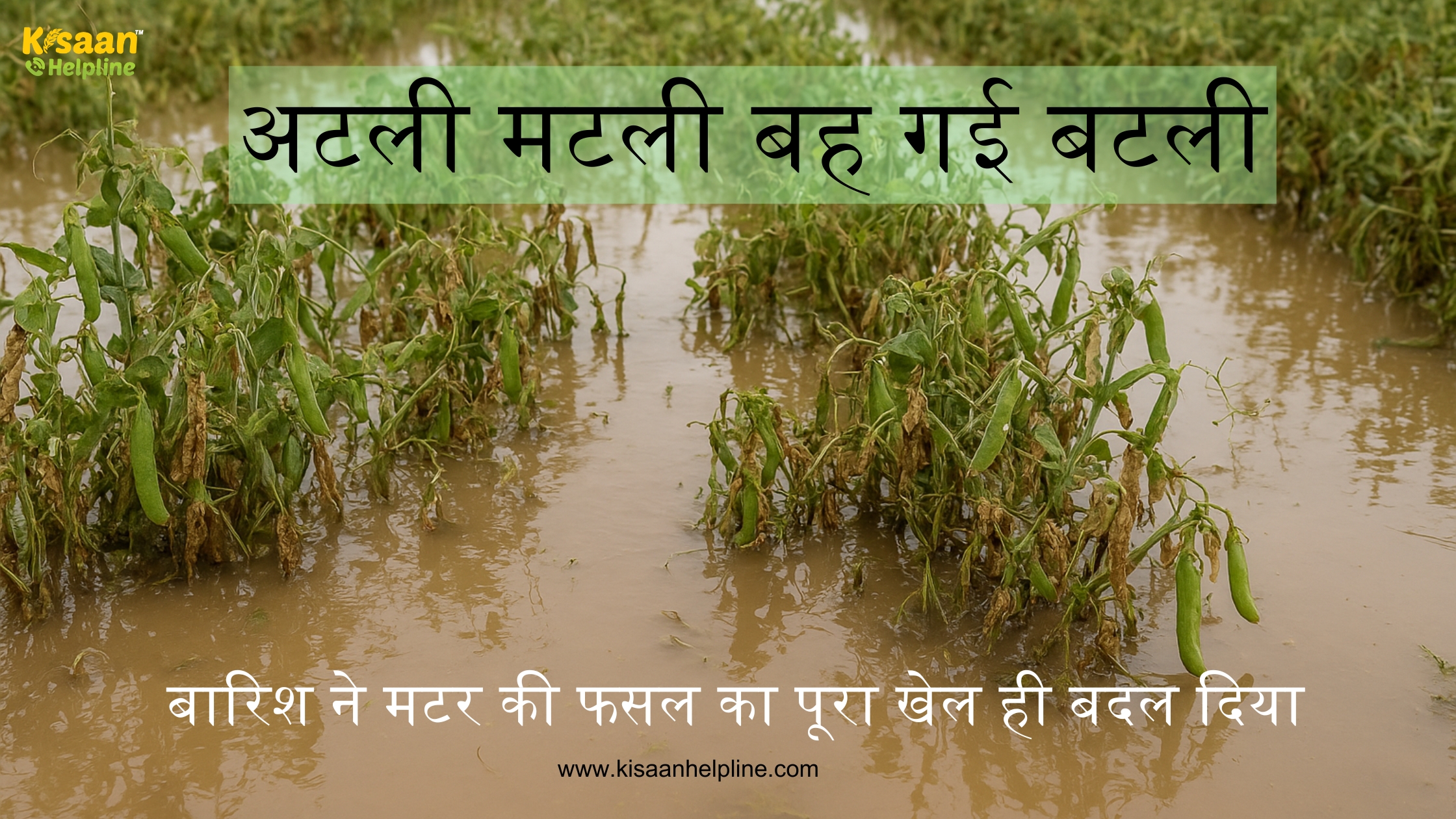 अटली मटली बह गई बटली —बारिश ने मटर की फसल का पूरा खेल ही बदल दिया