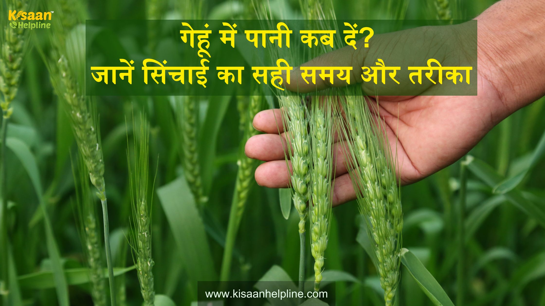 गेहूं में पानी कब दें जानें सिंचाई का सही समय और तरीका