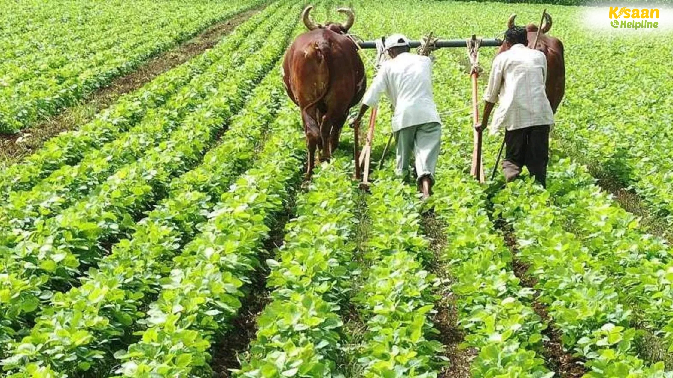 दक्षिण भारत में ऑर्गेनिक खेती को बढ़ावा: PKVY योजना दिखा रही है रास्ता