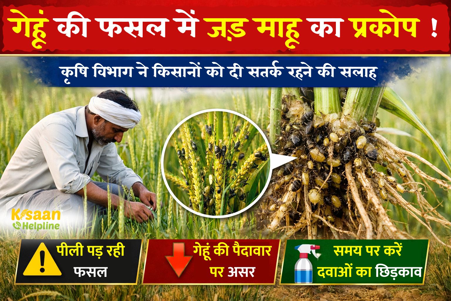 गेहूं की फसल पीली पड़ रही है? गेहूं की फसल में जड़ माहू का बढ़ता खतरा, कृषि विभाग की चेतावनी