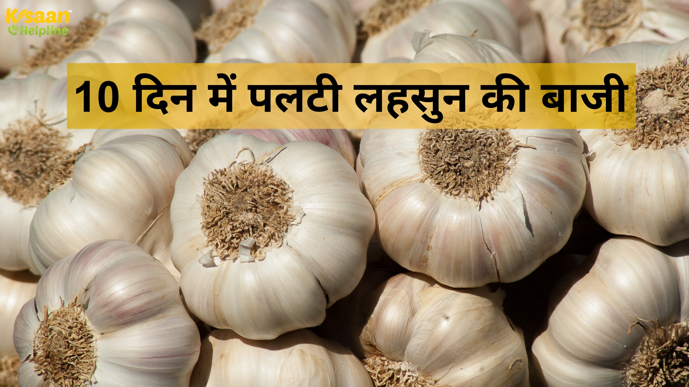 10 दिन में पलटी लहसुन की बाजी, दोगुने हुए भाव