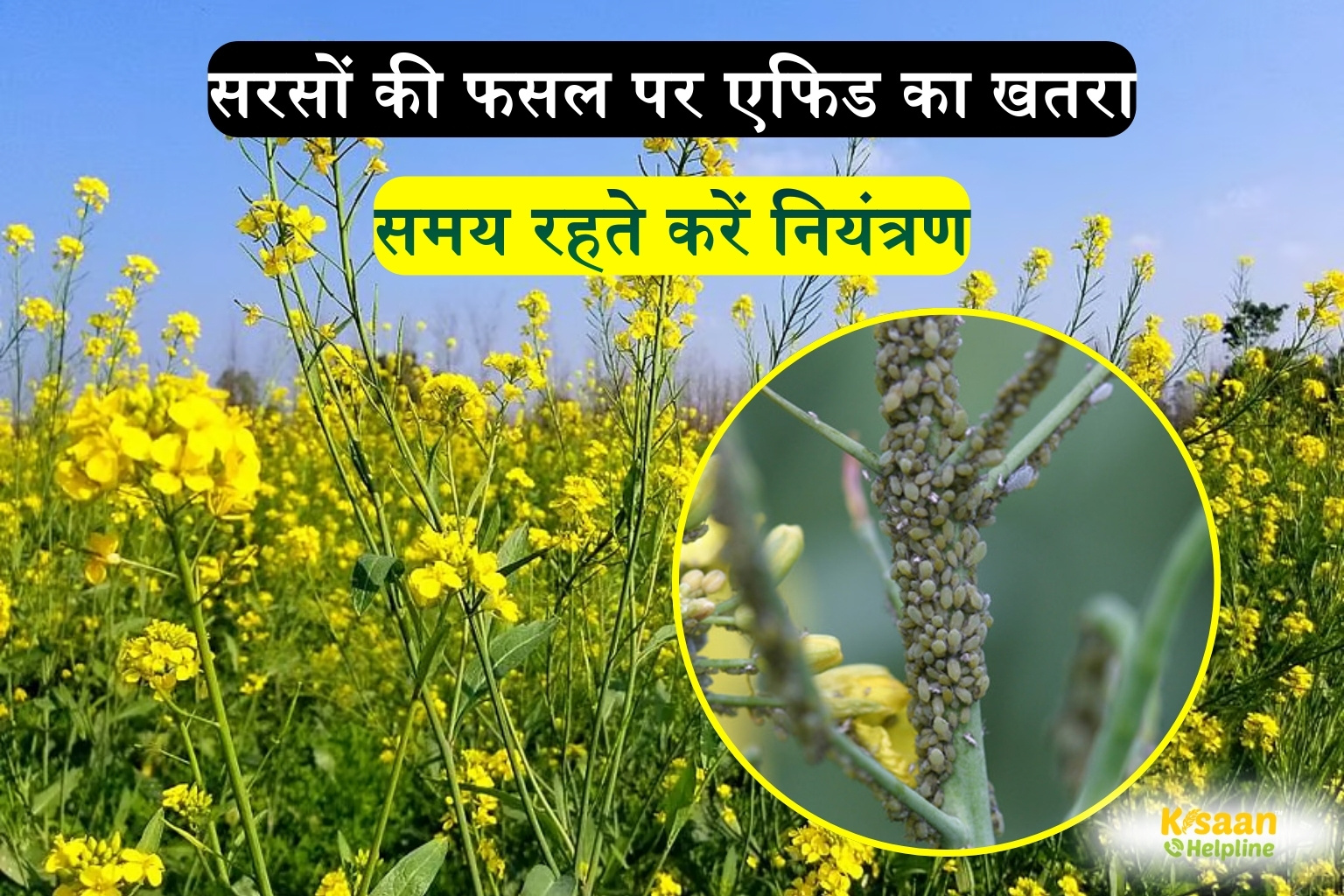 सरसों की फसल पर एफिड का हमला, समय पर नियंत्रण नहीं किया तो घट सकती है पैदावार