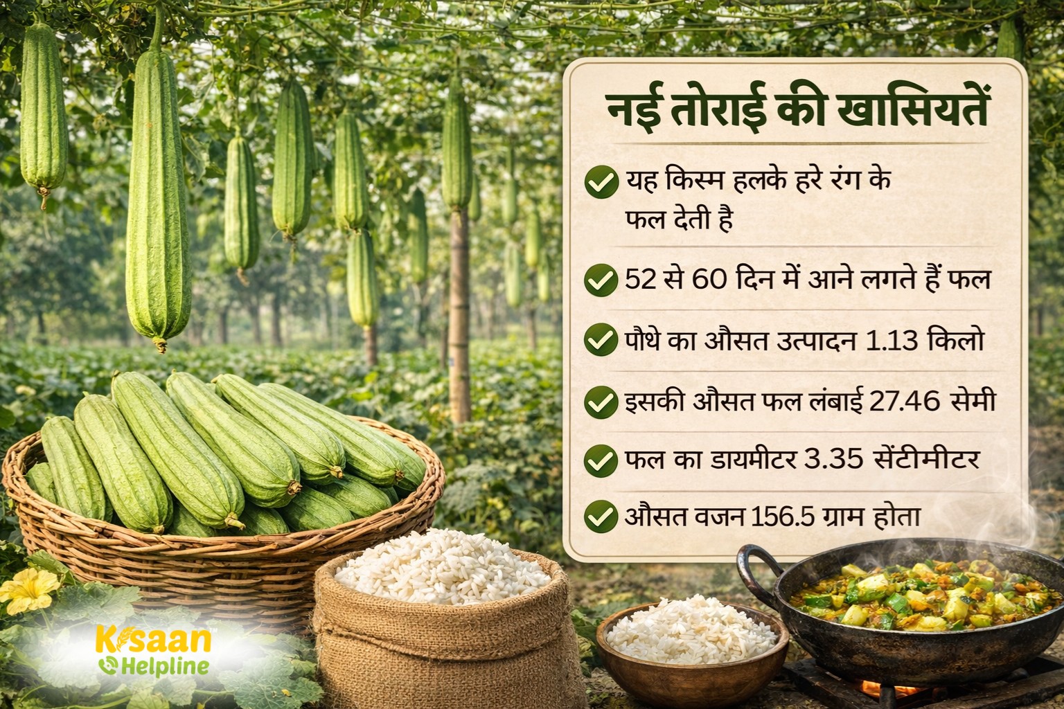 अब तोरई में भी बासमती जैसी खुशबू! कृषि वैज्ञानिकों की अनोखी खोज, किसानों के लिए खुशखबरी