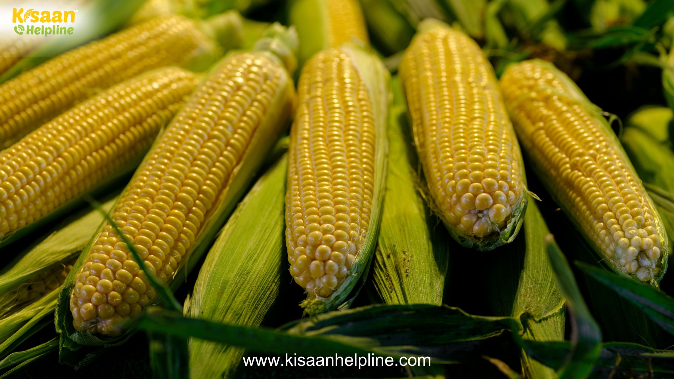 नई स्वीट कॉर्न किस्म ‘वी एल मधुबाला’ से बढ़ेगी किसानों की कमाई