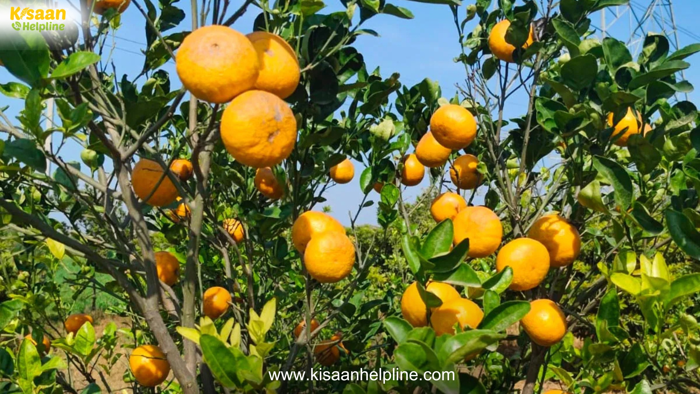 संतरे की फसल पर संकट: फल पीले होकर गिरने की समस्या, जानें कारण और समाधान