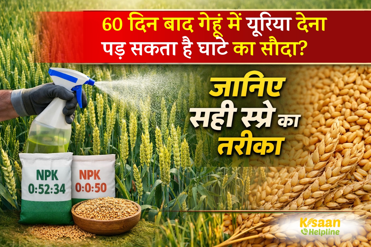 60 दिन के बाद गेहूं में यूरिया देना क्यों बन सकता है घाटे का सौदा? जानिए सही स्प्रे का तरीका