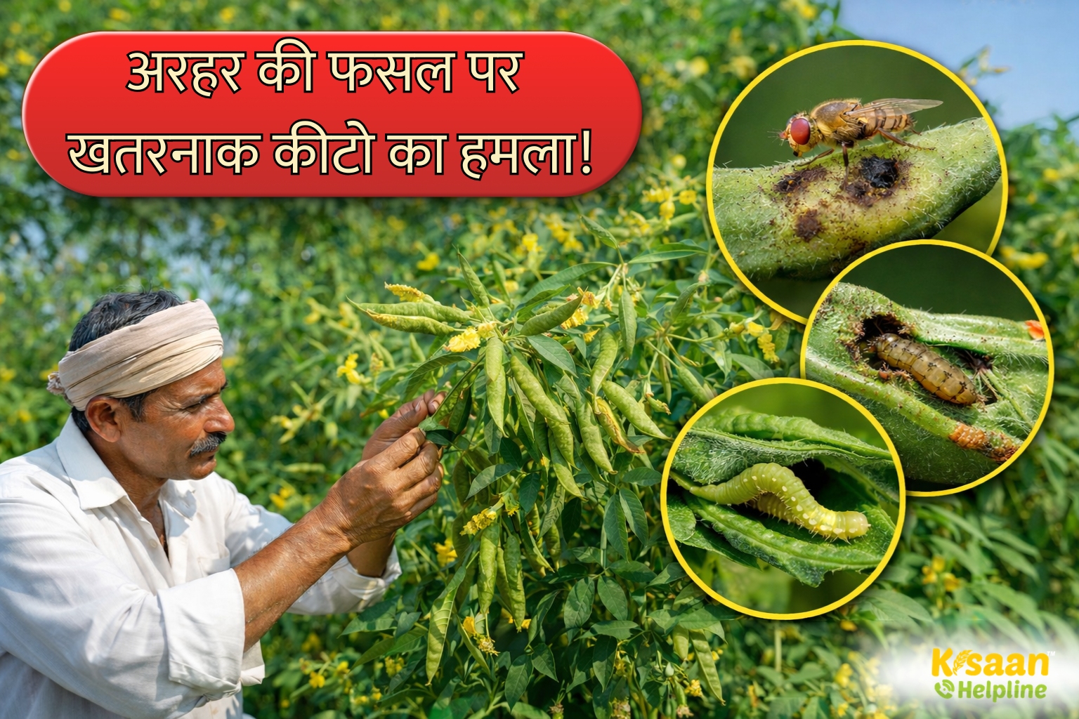 फरवरी में अरहर पर कीटों का बढ़ा खतरा समय रहते बचाव करें