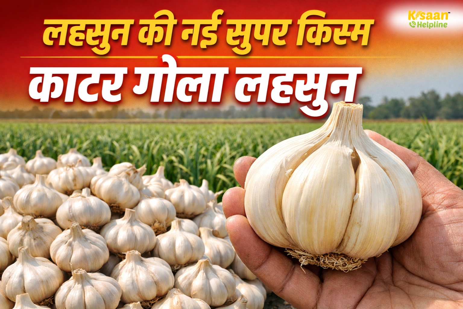 काटर गोला लहसुन की खेती कैसे करें? बड़ी कलियों वाली यह किस्म दे सकती है ज्यादा पैदावार, जानिए पूरी जानकारी