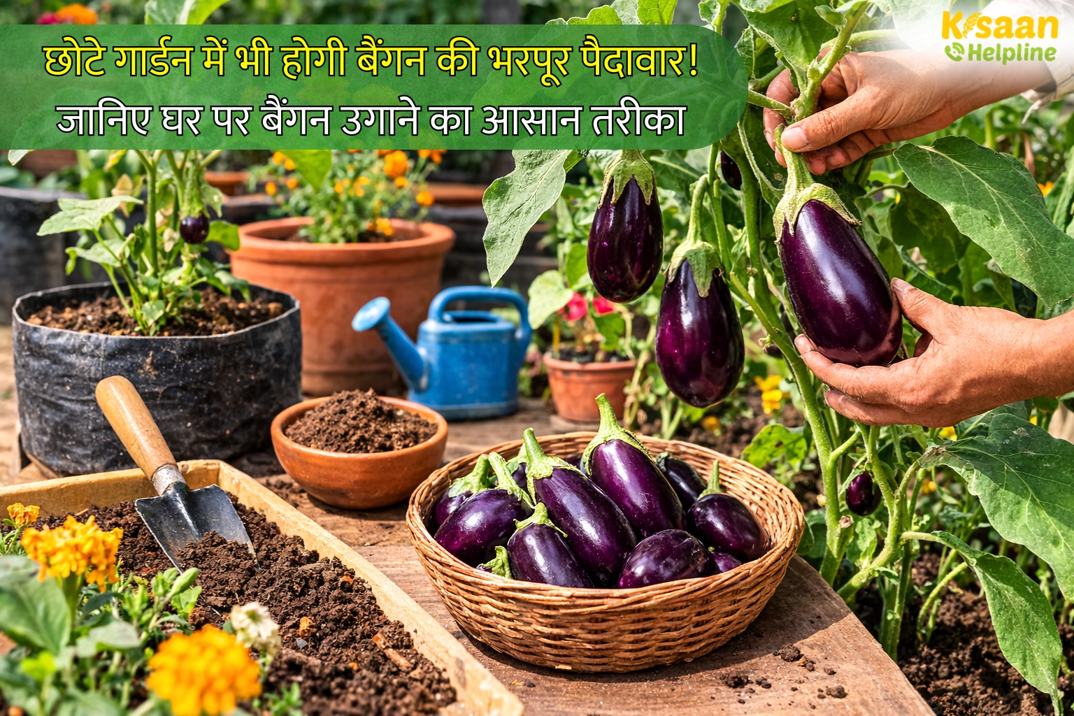 छोटे गार्डन में भी होगी बैंगन की भरपूर पैदावार! जानिए घर पर बैंगन उगाने का आसान और वैज्ञानिक तरीका