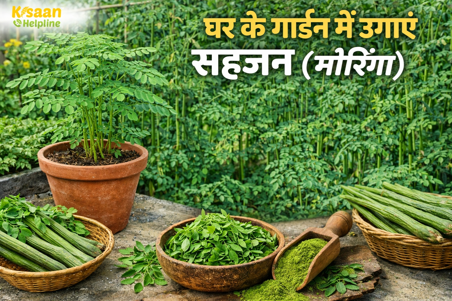 घर के गार्डन में उगाएं (मोरिंगा), सेहत के साथ कमाई का भी मिलेगा मौका