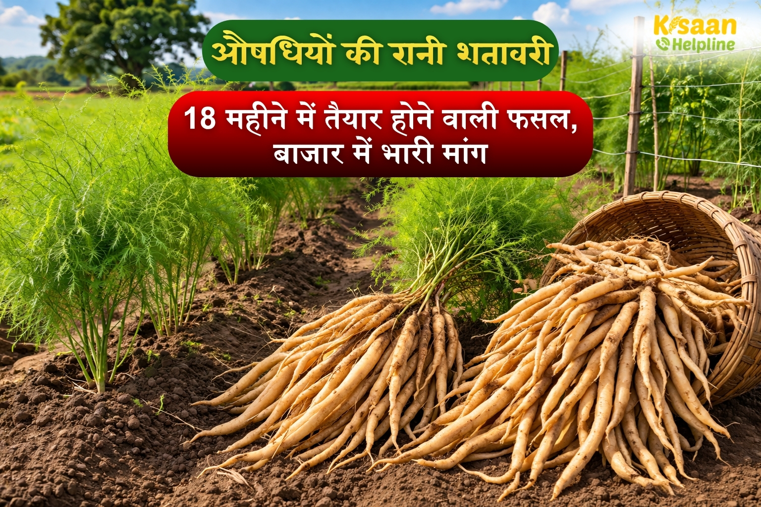 18 महीने में तैयार होने वाली फसल, बाजार में भारी मांग – जानिए शतावरी की पूरी खेती