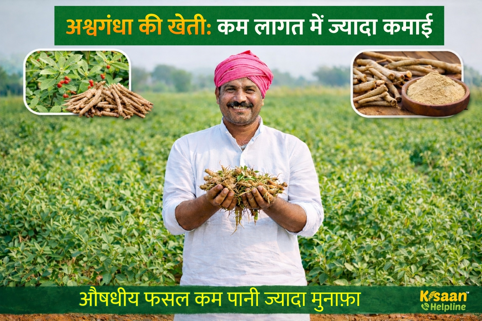 अश्वगंधा की खेती: कम लागत में ज्यादा मुनाफा, किसान ऐसे बढ़ाएं अपनी आय