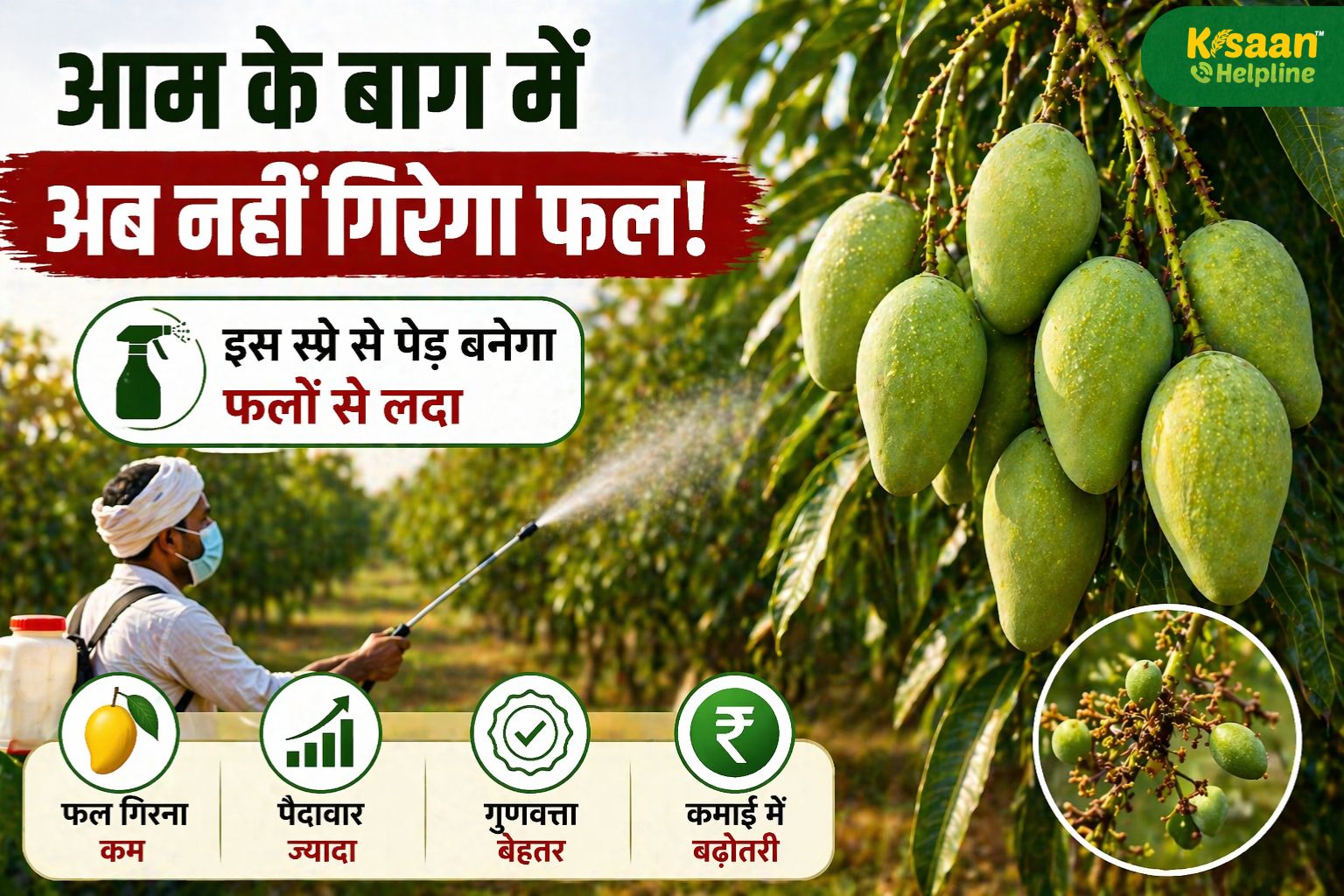 आम के बाग में अब नहीं गिरेगा फल: इस स्प्रे से पेड़ बनेंगे फलों से लदे, जानें पूरा तरीका