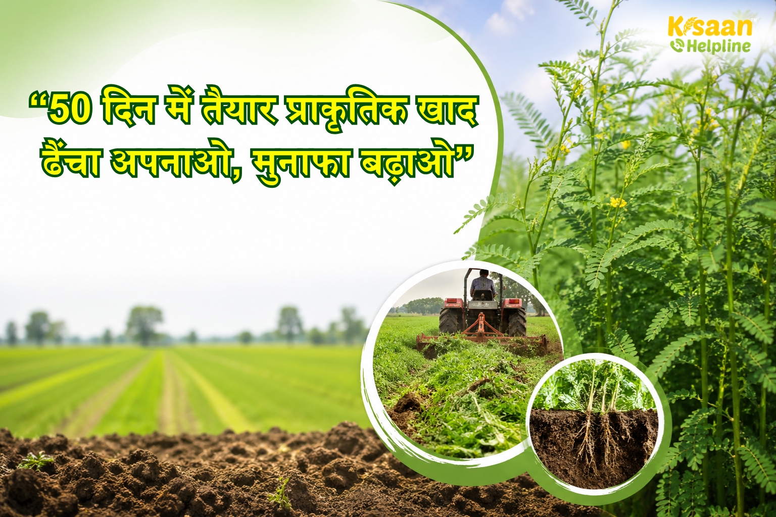 ढैंचा से मिट्टी बनेगी फिर उपजाऊ: हरी खाद अपनाकर किसान घटाएं लागत और बढ़ाएं मुनाफा