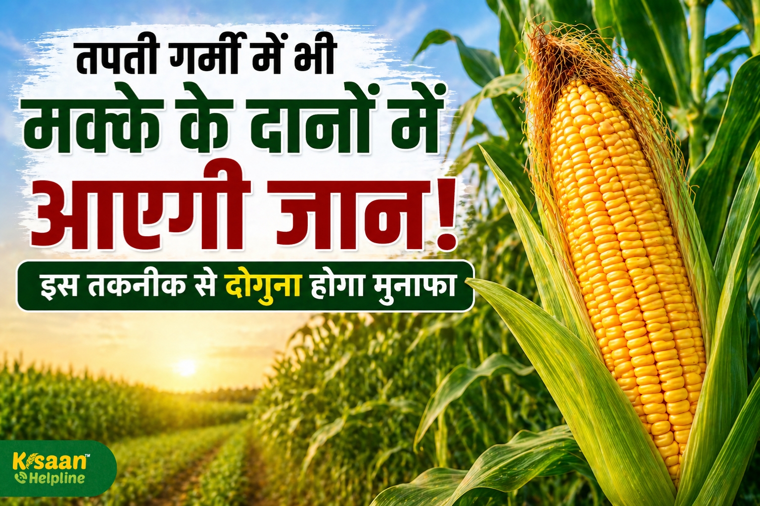 तपती गर्मी में भी चमकेंगे मक्के के दाने, अपनाएं ये स्मार्ट तकनीकें और बढ़ाएं दोगुना मुनाफा