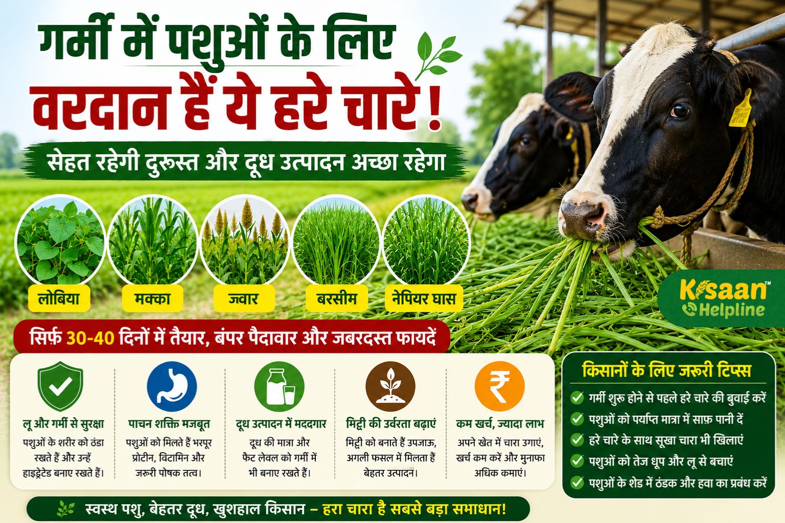 तपती गर्मी में पशुओं को बचाएंगे ये हरे चारे! दूध उत्पादन बढ़ेगा, बीमारी होगी दूर और खर्च भी होगा कम