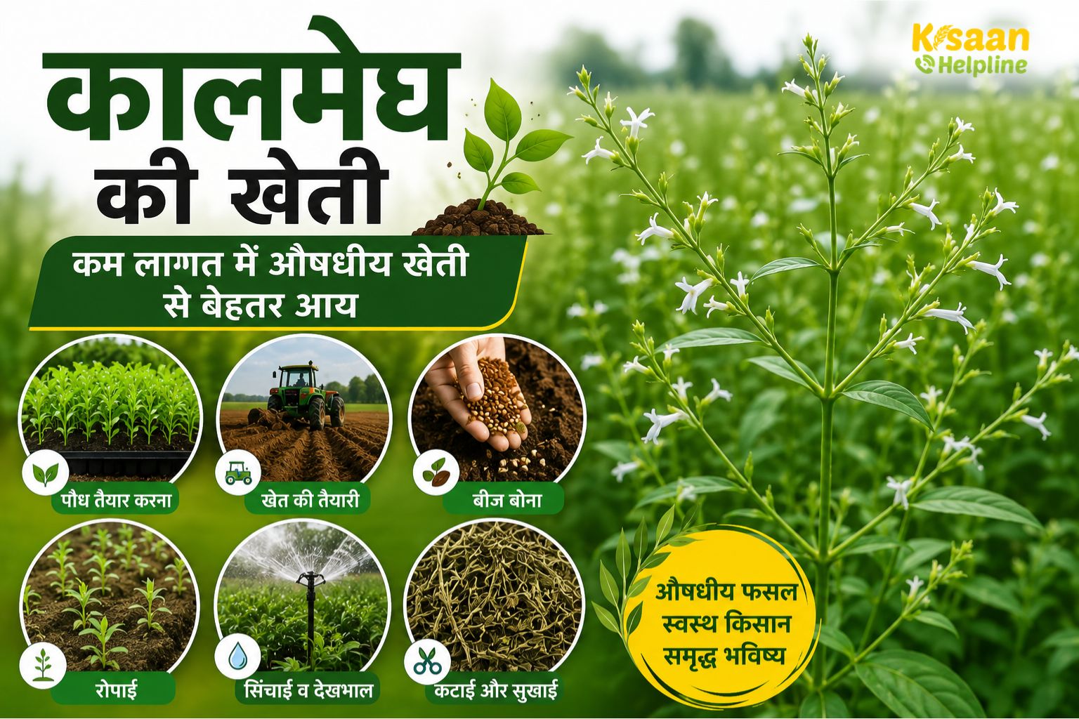कालमेघ की खेती बनेगी किसानों की नई कमाई का जरिया! कम लागत में औषधीय फसल से लाखों तक की कमाई संभव