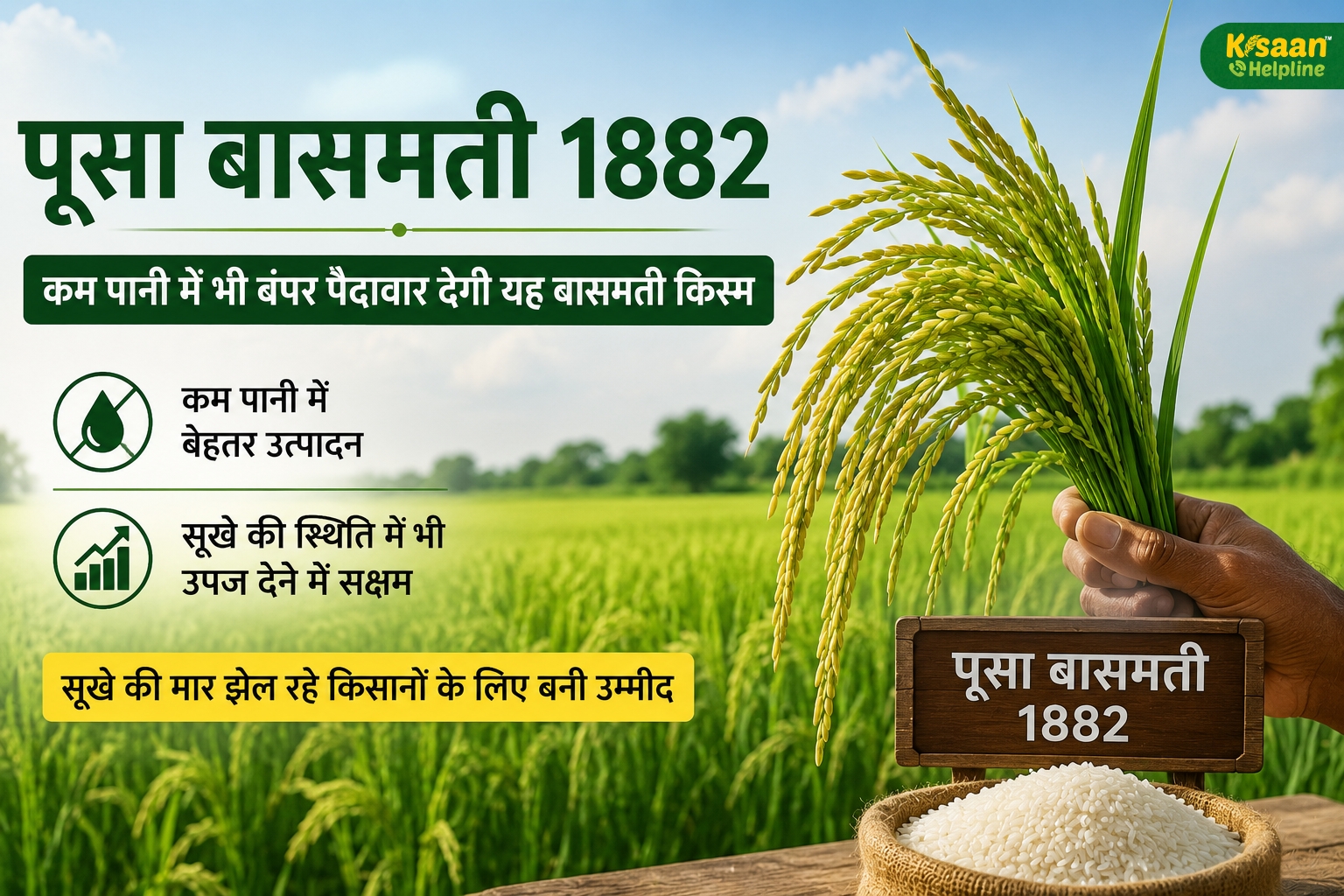पूसा बासमती 1882: कम पानी में भी होगी बंपर पैदावार, सूखे से परेशान किसानों के लिए बनी नई उम्मीद