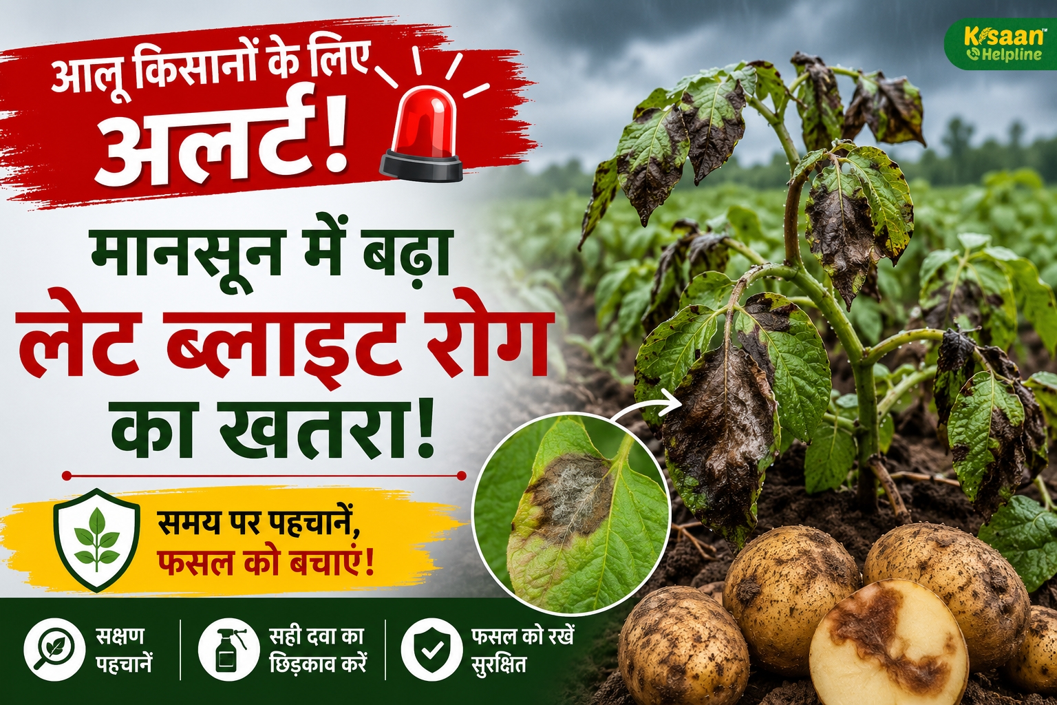 आलू किसानों के लिए अलर्ट! मानसून में तेजी से फैल रहा है पिछेता रोग, जानें बचाव के आसान उपाय