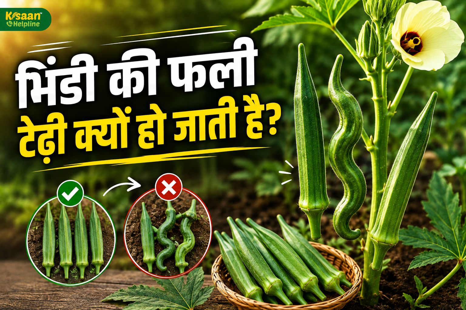 भिंडी की फलियां टेढ़ी-मेढ़ी क्यों हो जाती हैं? जानें वजह और आसान बचाव के तरीके