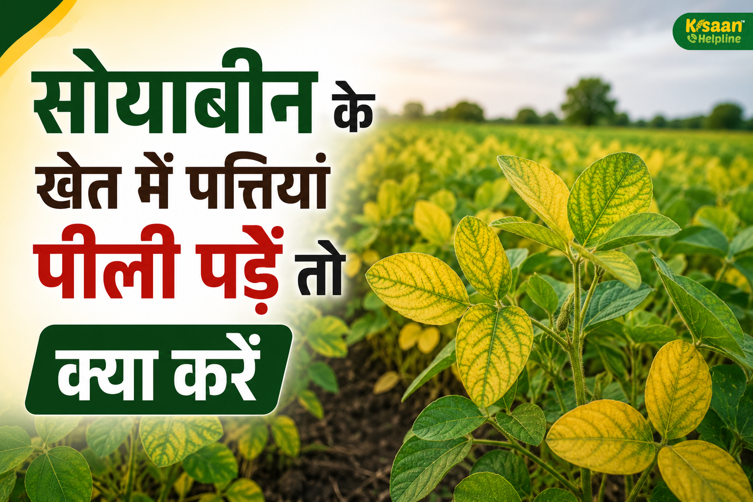 सोयाबीन की पत्तियां पीली पड़ रही हैं? खाद या दवा डालने से पहले जानें असली वजह