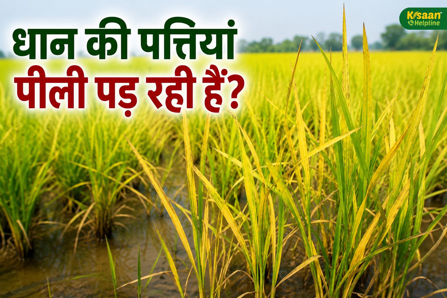 धान की पत्तियां पीली पड़ रही हैं? यूरिया डालने से पहले जान लें असली वजह