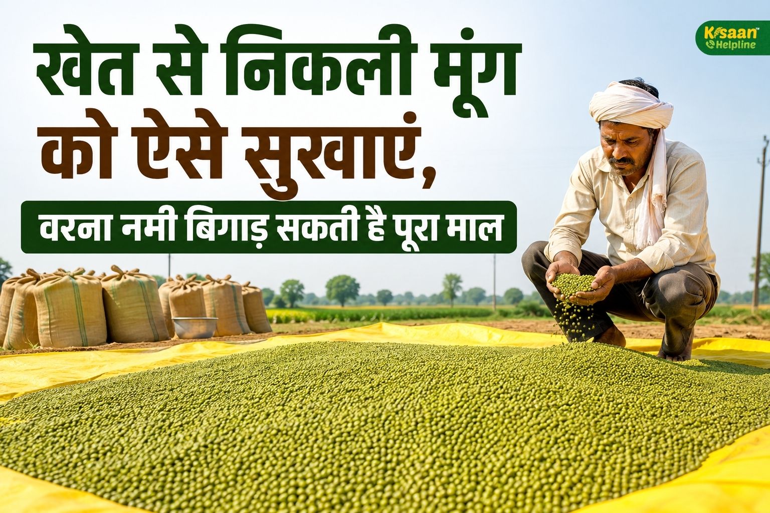 मूंग की कटाई के बाद ये काम जरूर करें, वरना नमी खराब कर सकती है पूरी उपज