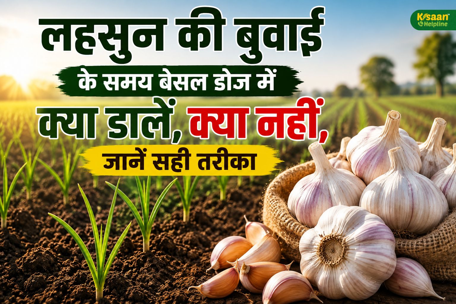 लहसुन की बंपर पैदावार के लिए बेसल डोज में क्या डालें, क्या नहीं? किसान भाई जानें सही खाद और मात्रा