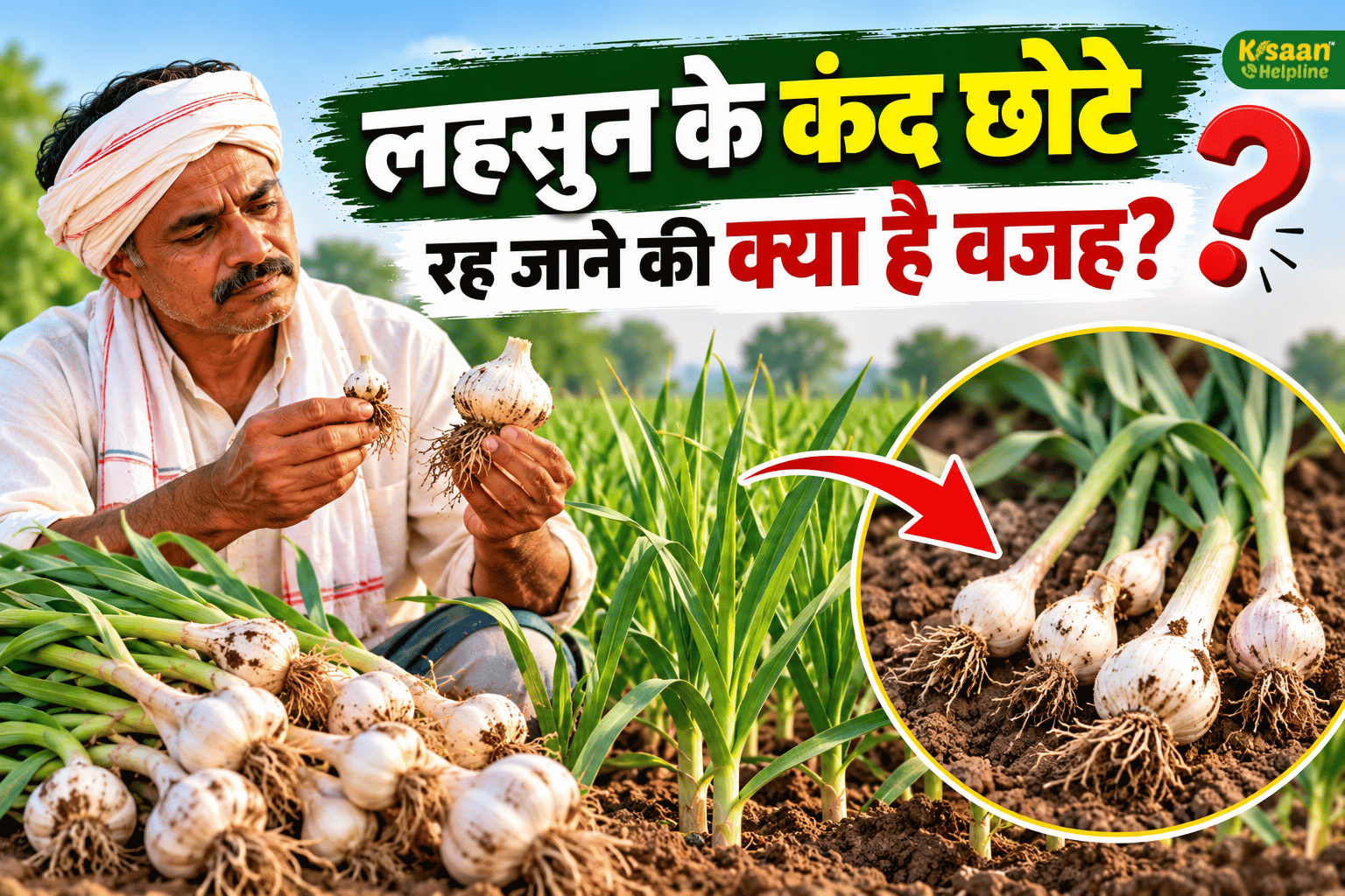 लहसुन के कंद छोटे क्यों रह जाते हैं? जानिए 6 गलतियां, जो घटा सकती हैं पैदावार