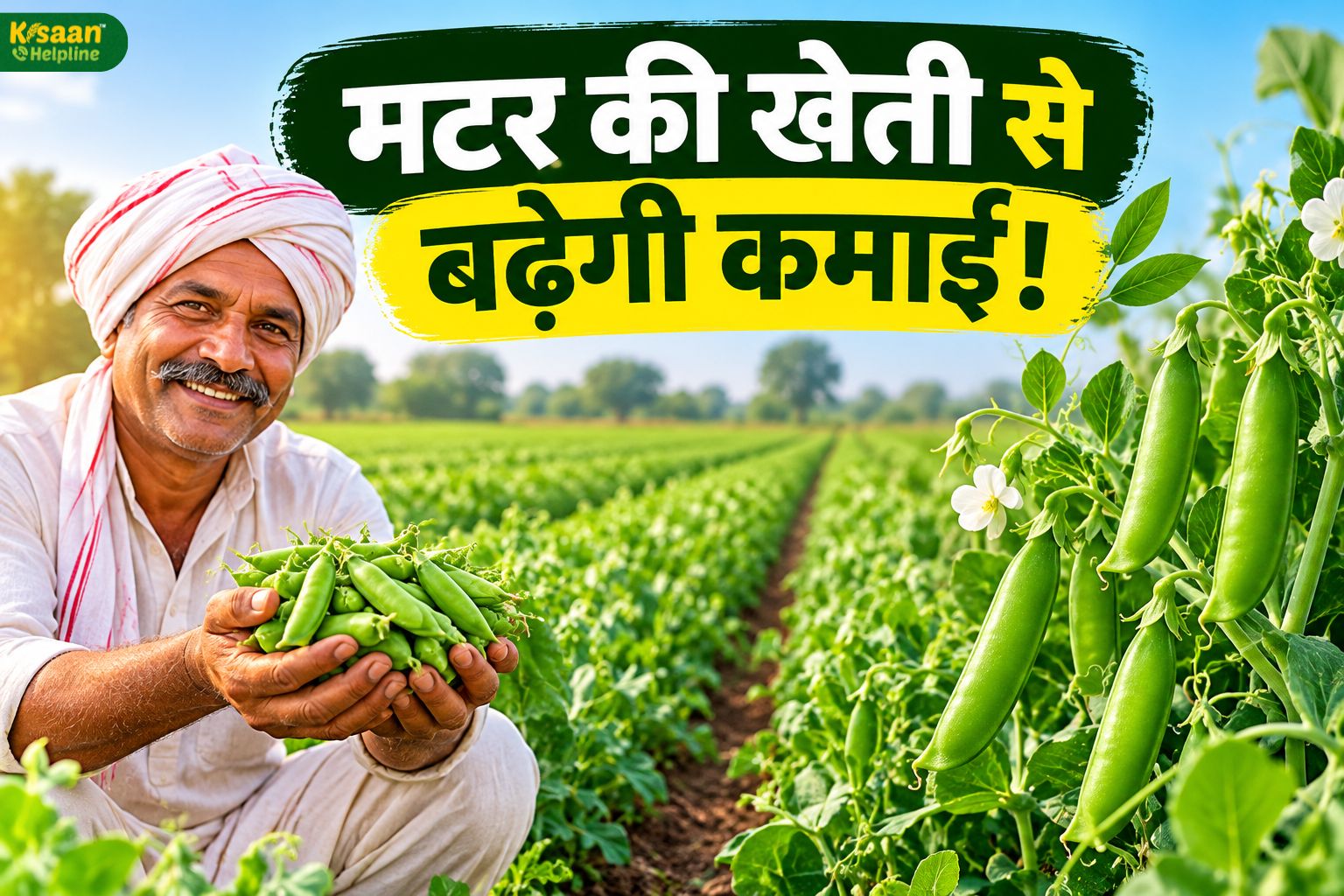 मटर की खेती से बढ़ेगी कमाई! जानें बुवाई का सही समय, बीज की मात्रा और बीज उपचार का तरीका