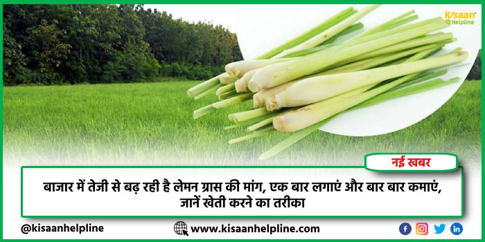 बाजार में तेजी से बढ़ रही है लेमन ग्रास की मांग, एक बार लगाएं और बार बार कमाएं, जानें खेती करने का तरीका