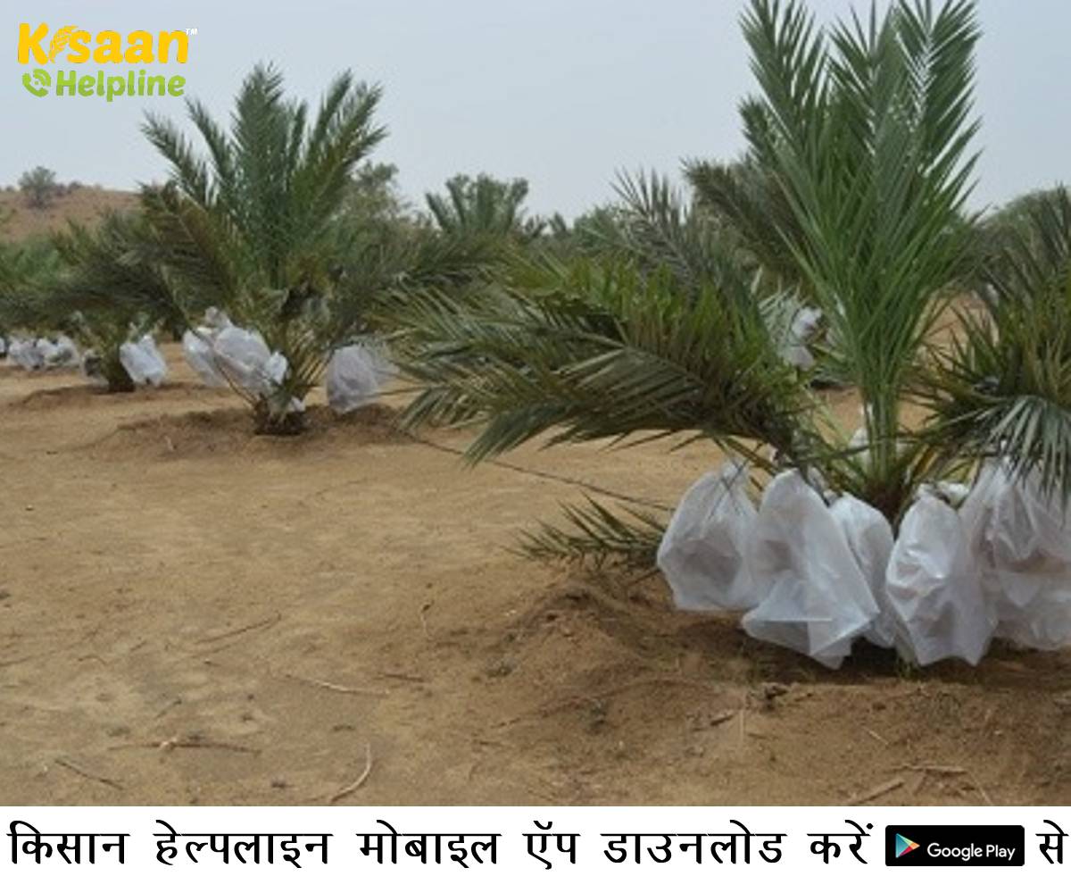 बाड़मेर में खजूर के पौधे ने बदल दी किसानों की किस्मत बाड़मेर में खजूर के पौधे ने बदल दी किसानों की किस्मत