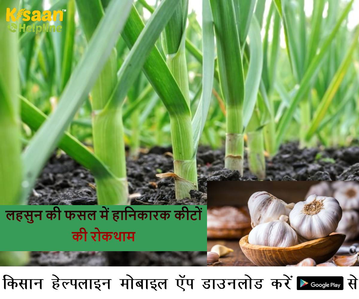 Garlic Farming: लहसुन की फसल में हानिकारक कीटों की रोकथाम